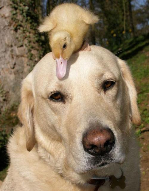 What's up dog? (12 Photos) - MajorGeeks